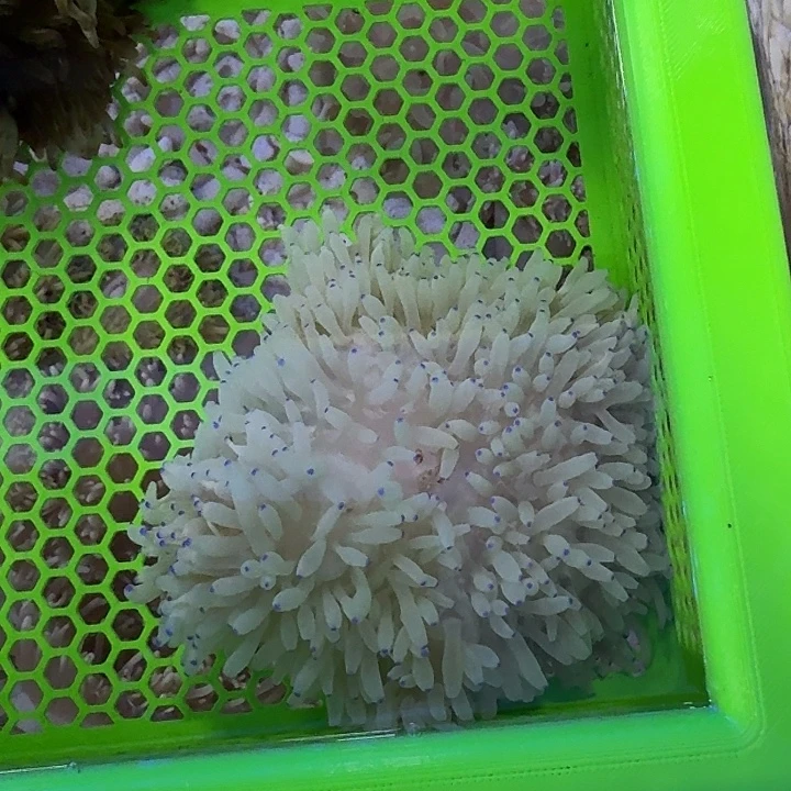 紫点白葵一个➕闪千手大份一盘