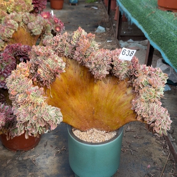 粉女巫法师锦缀化638