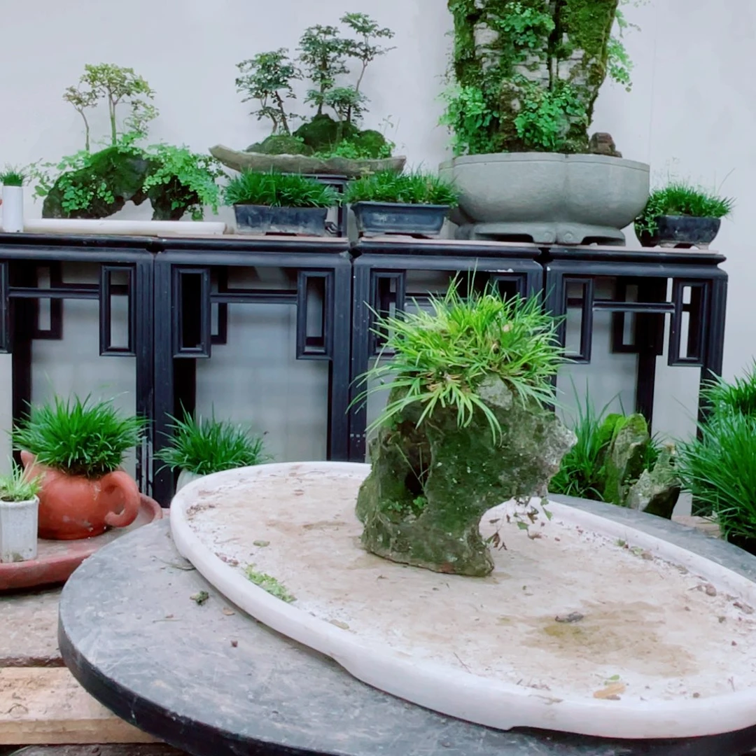 无铅玻璃✍****蜜铁线蕨铁线蕨铁线蕨