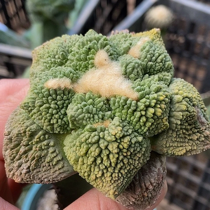 无花朵福利绣普大尤丸尤细密尤菜花牡丹锦550