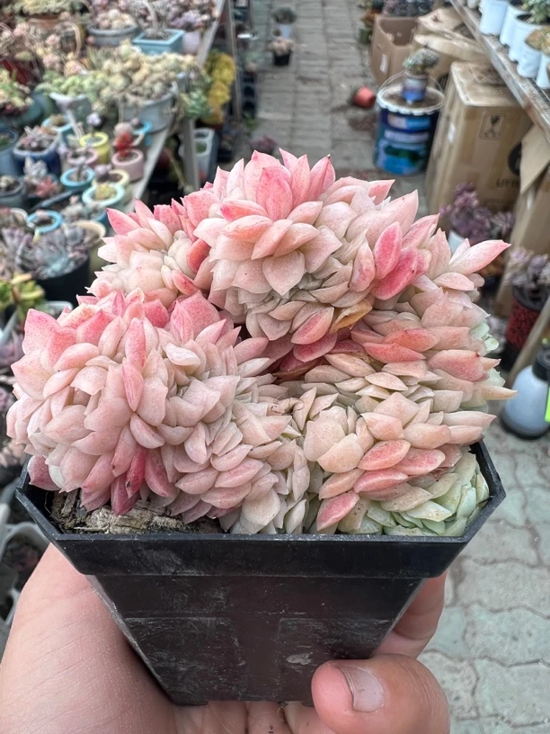 贝瑞缀化多肉植物 七厘米盆