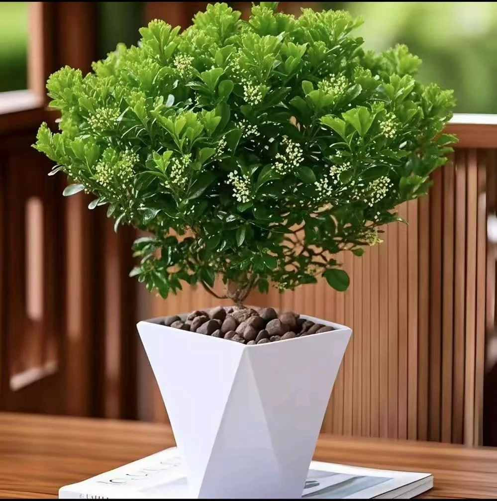 香水米兰开花飘香四季长青可用于阳台观赏的植物