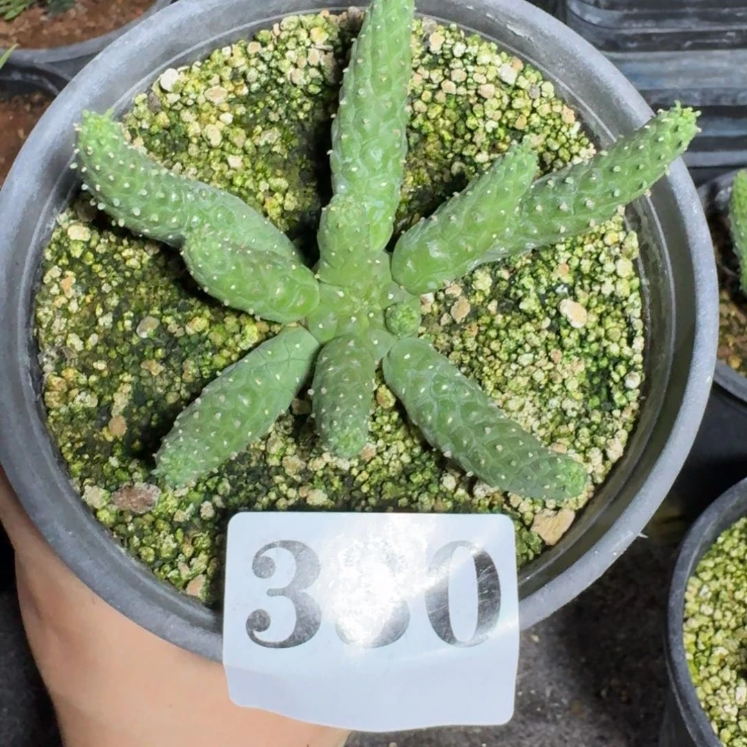 喔***哟阎魔大戟实生一物一拍多肉