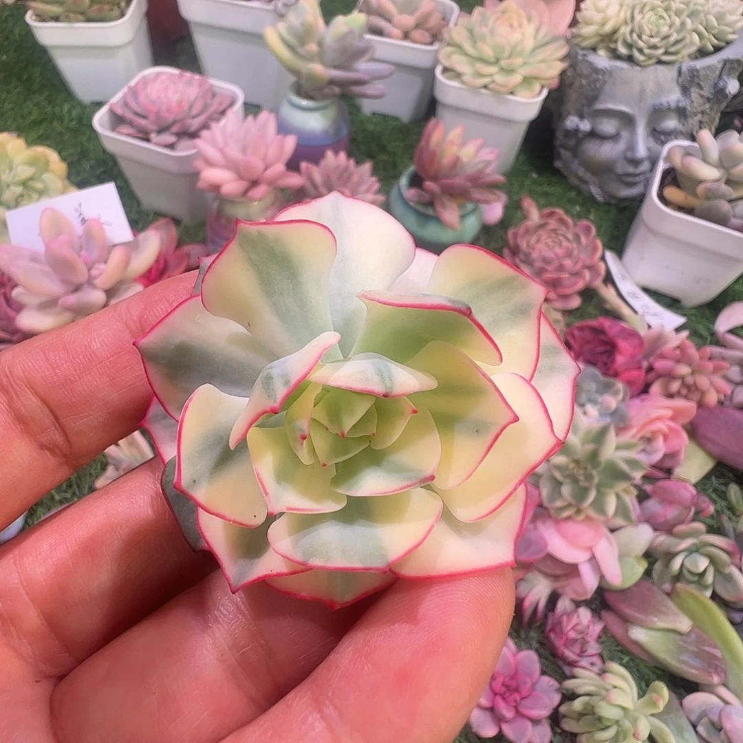s***w多肉植物多肉植物