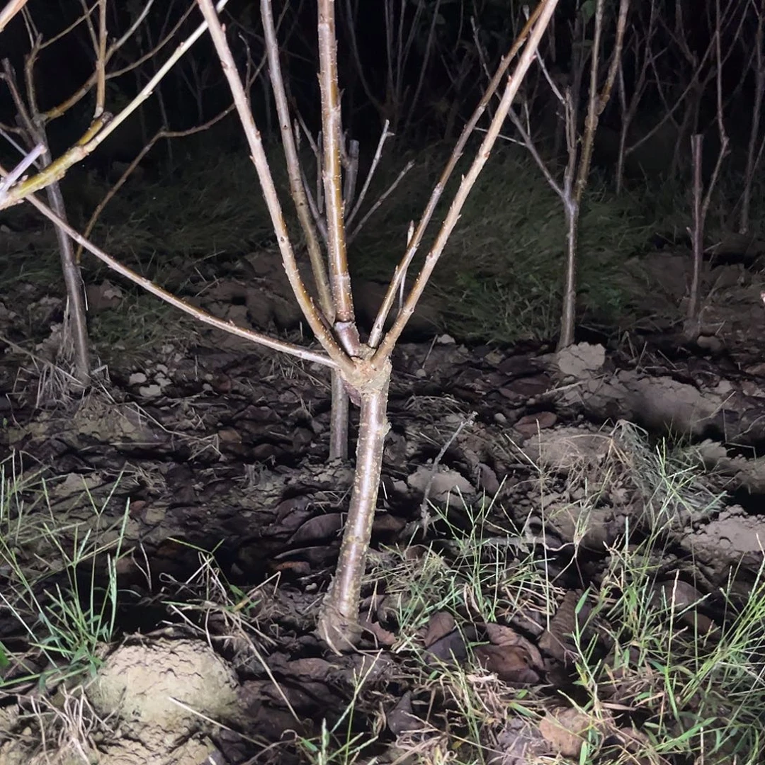 当前无花栽培后可以开花50