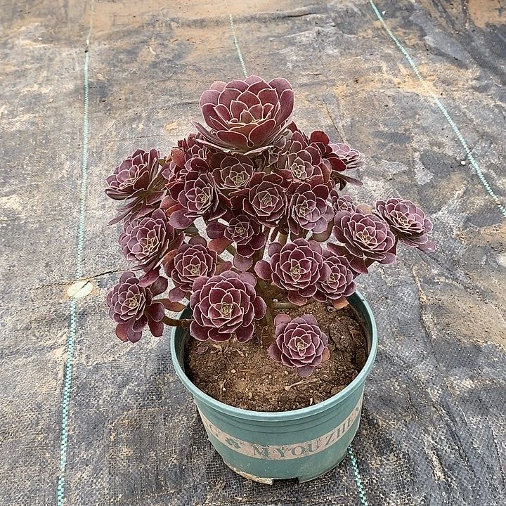 15，荷兰玫瑰13466778889999