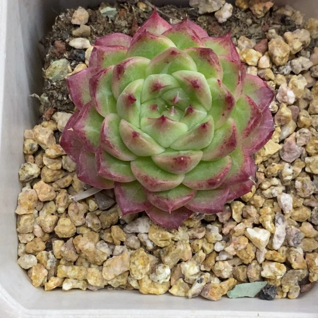 精品多肉一物一拍不包整150