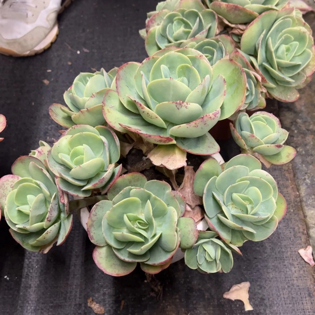 鸡蛋碧桃整桩整群大盆