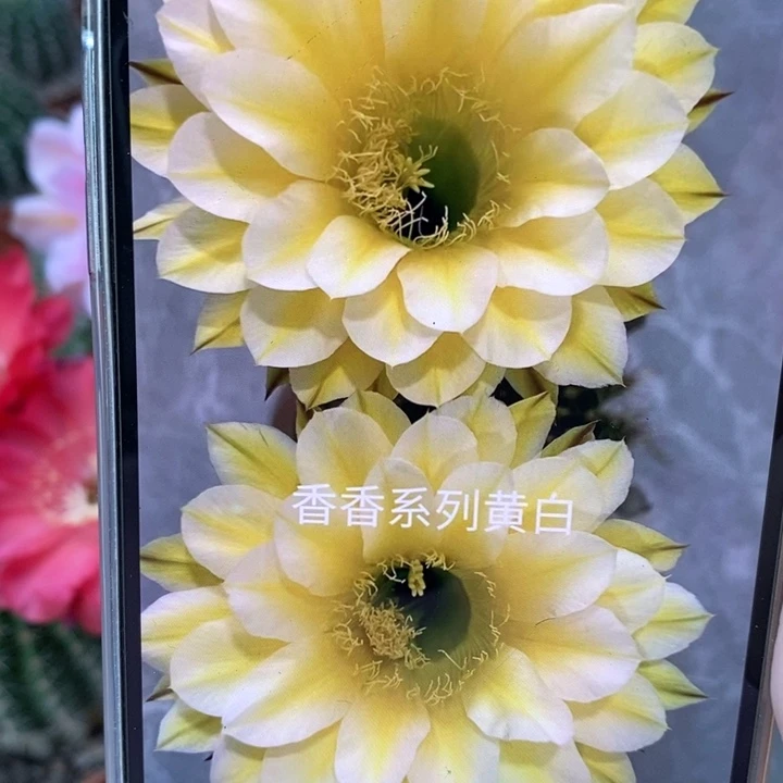 香香29号黄白侧芽3.5公分左右