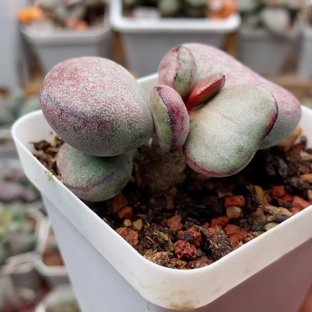 球球紫蛋水泡多肉植物