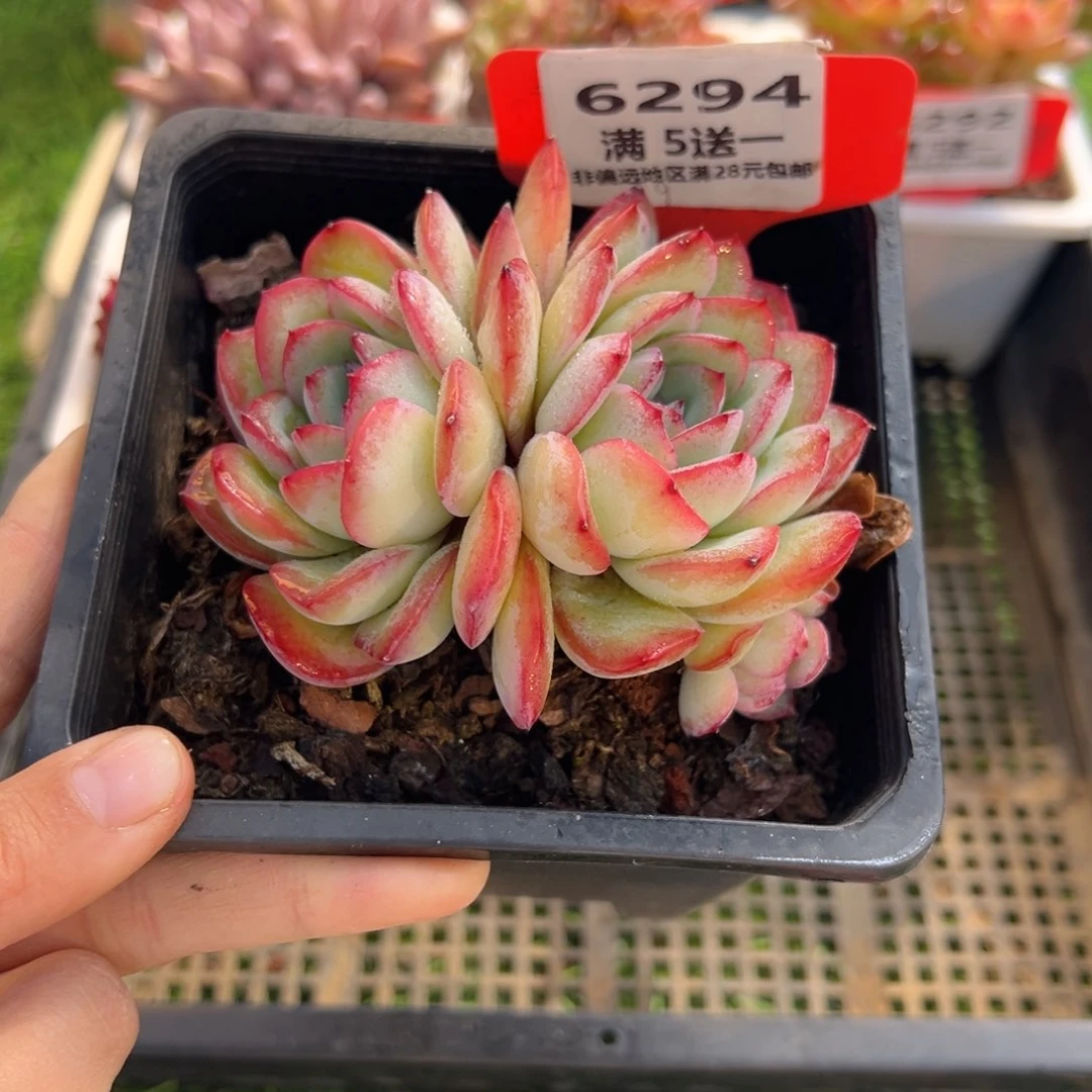 表妹精品多肉6294.