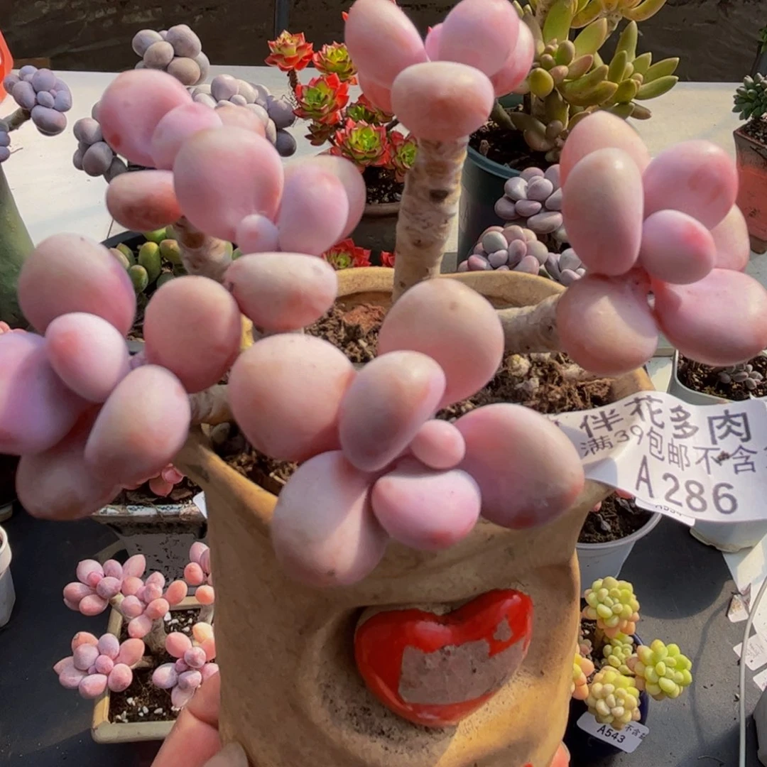 286/8cm糖果桃蛋多肉植物