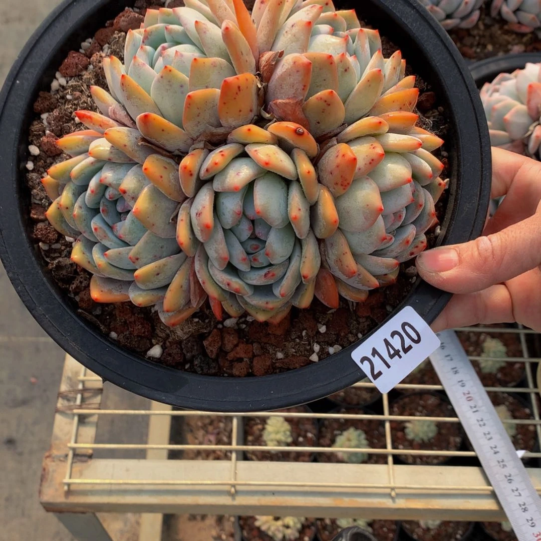 21420多头一个嗯嗯