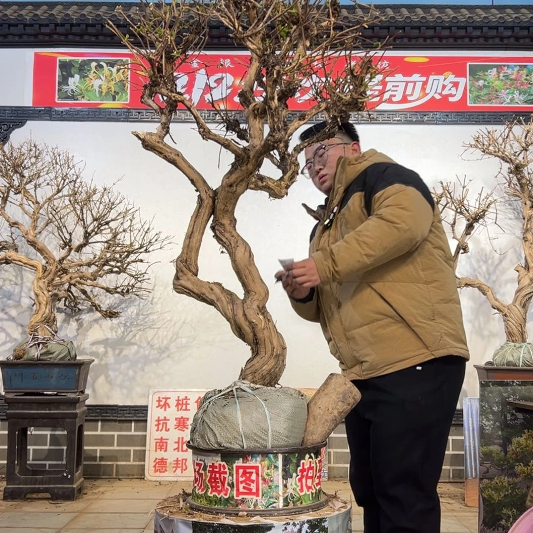 无花朵金银花58855588888888888