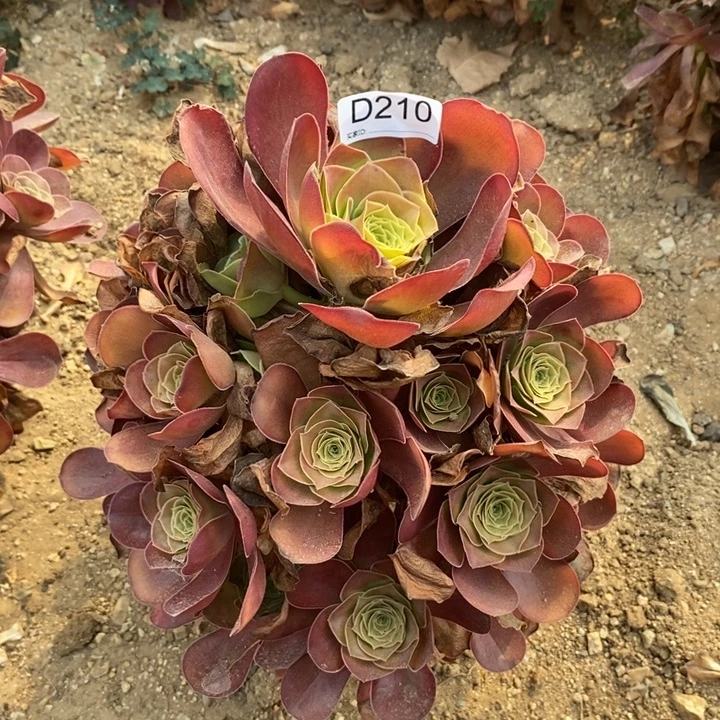 210粉女妖多肉植物