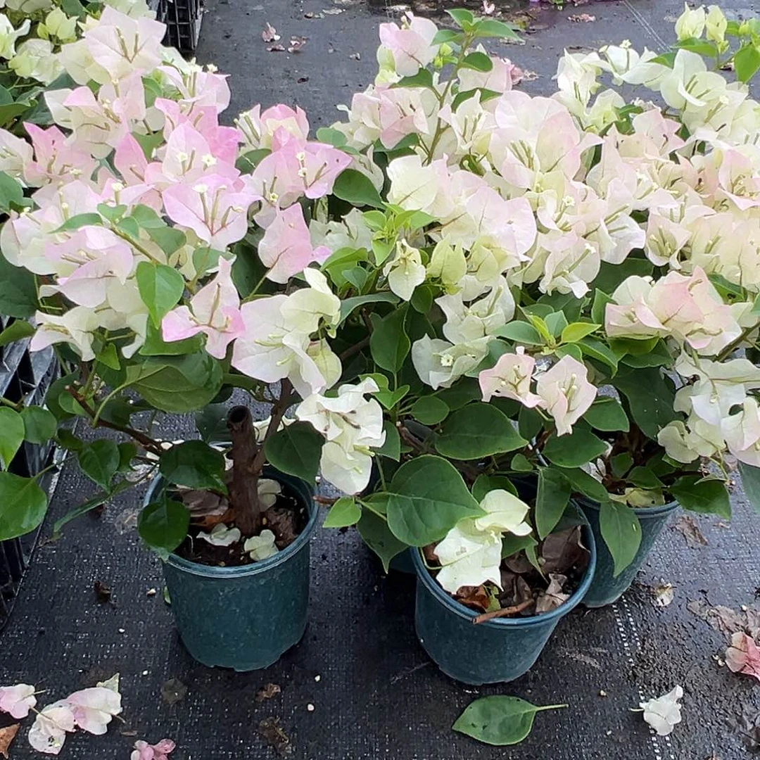 大部分花苞少量开放绿樱掌中宝一颗