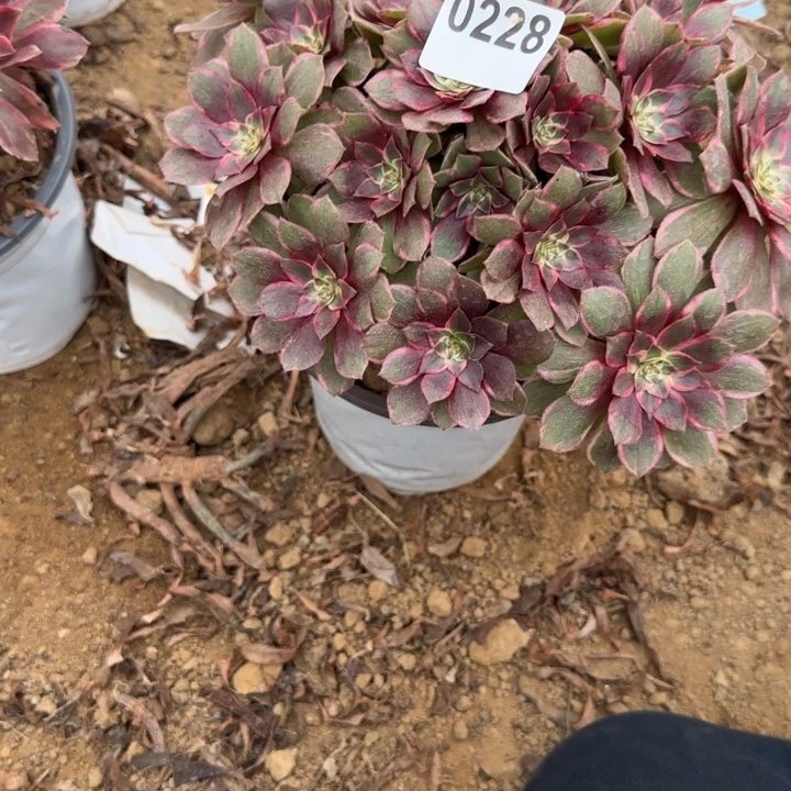 228 清棚处理不包断枝