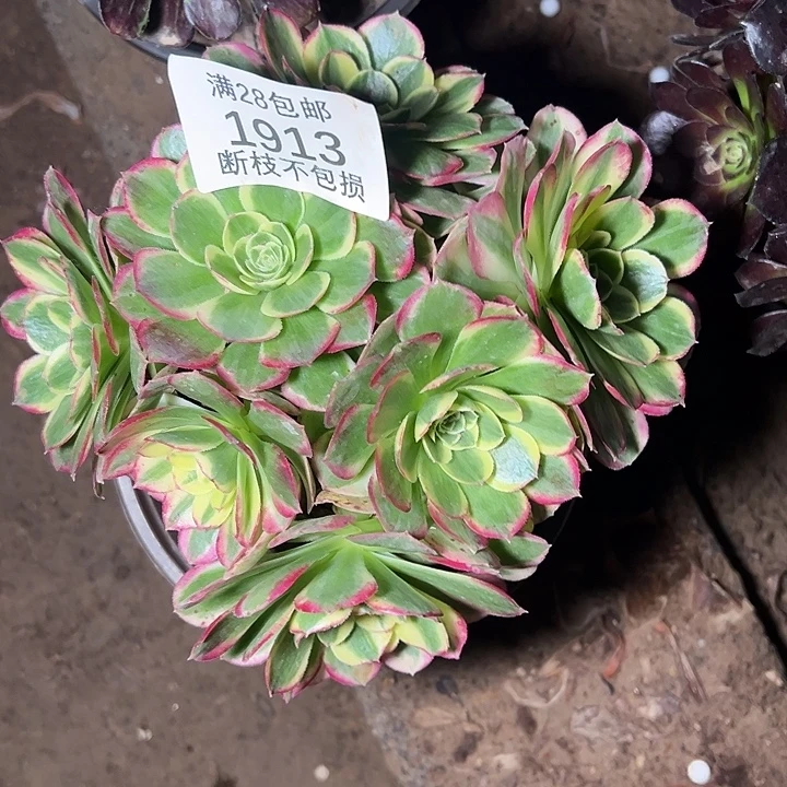 1913水中月多肉植物