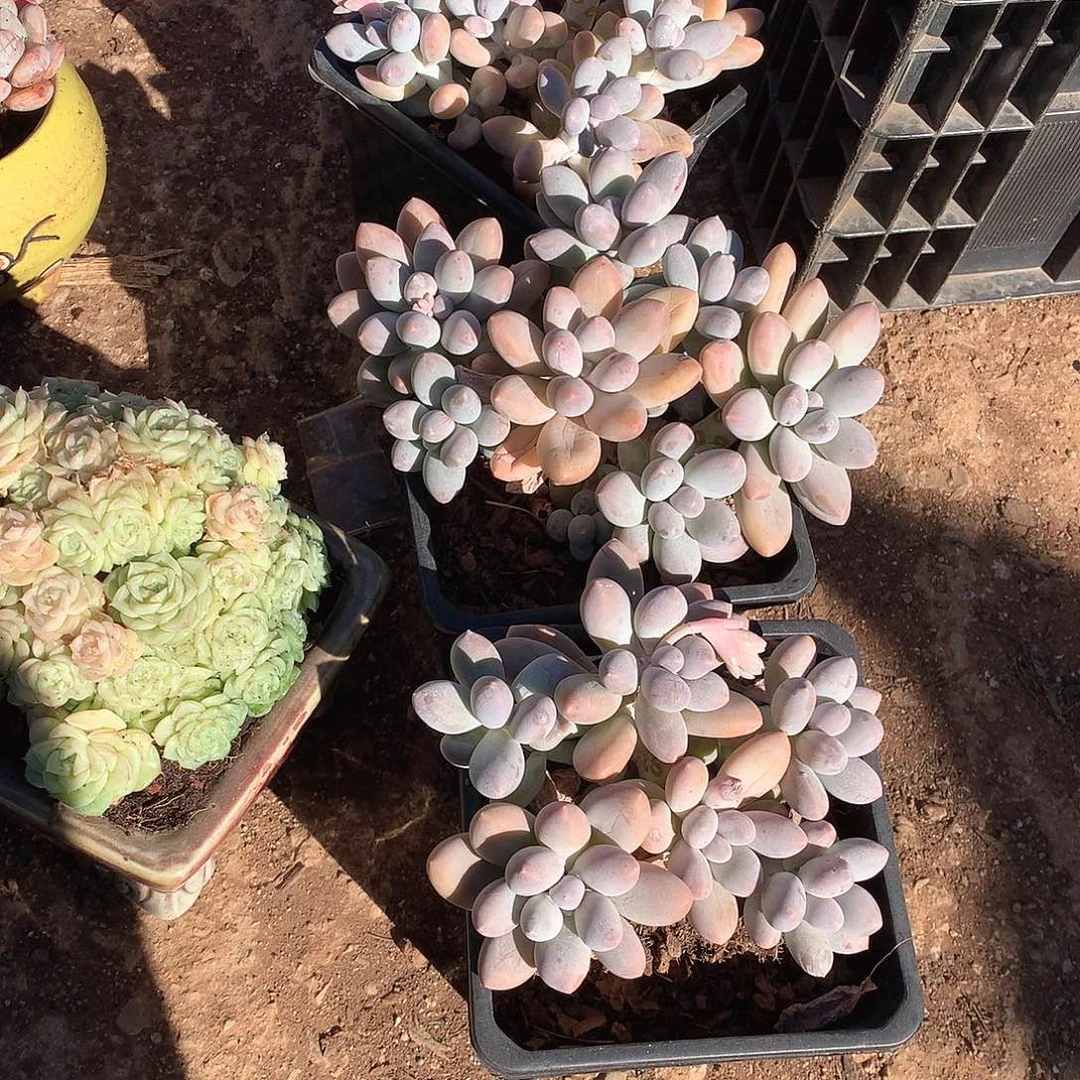 汤圆手指9.9米 一颗 年底福利