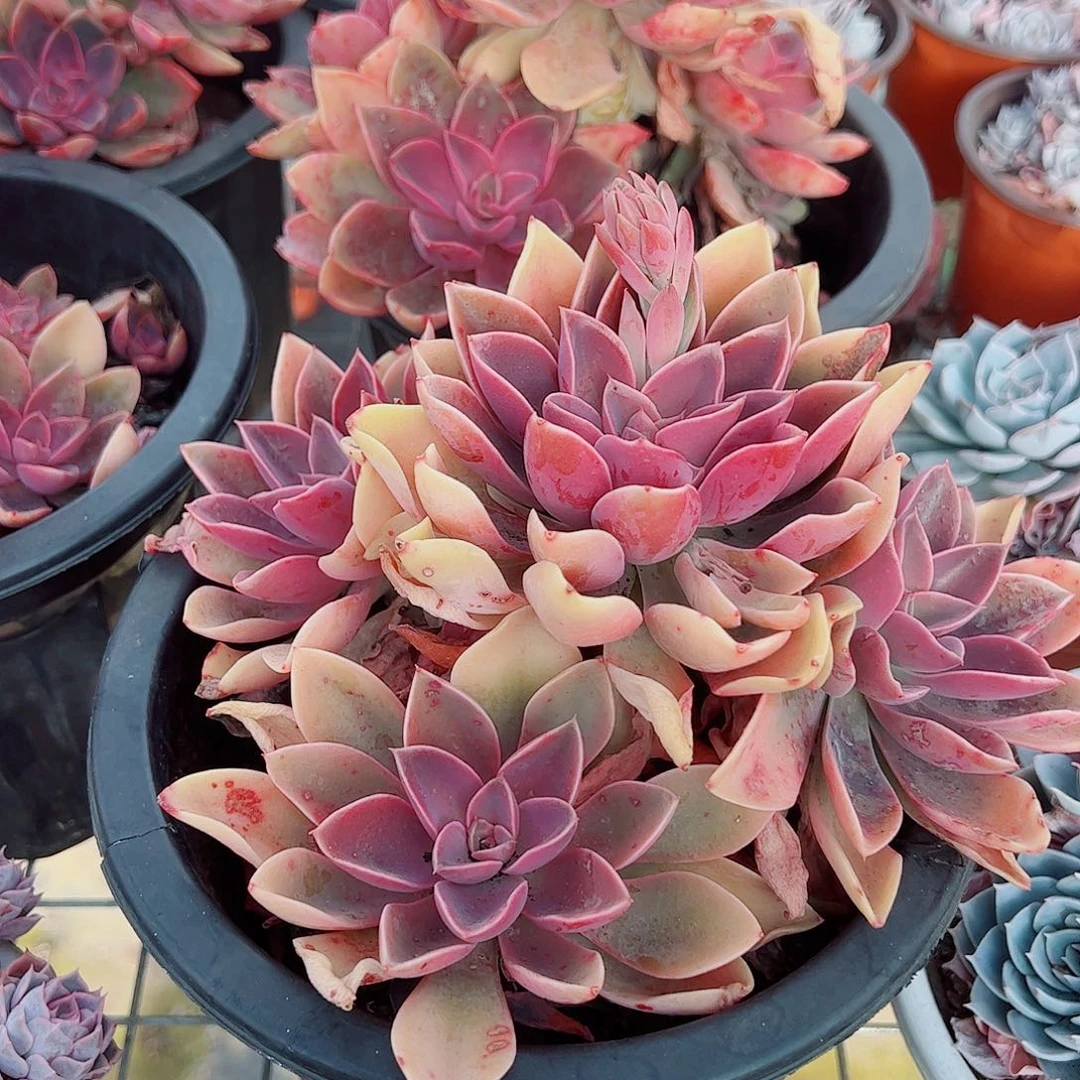 紫气东来多头造型精品