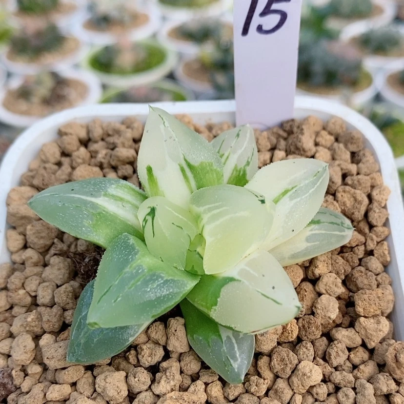 【闪购商品】15冰城锦