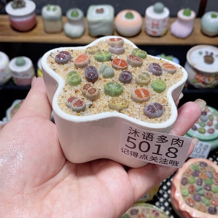 带盆土植物 一物一拍5018