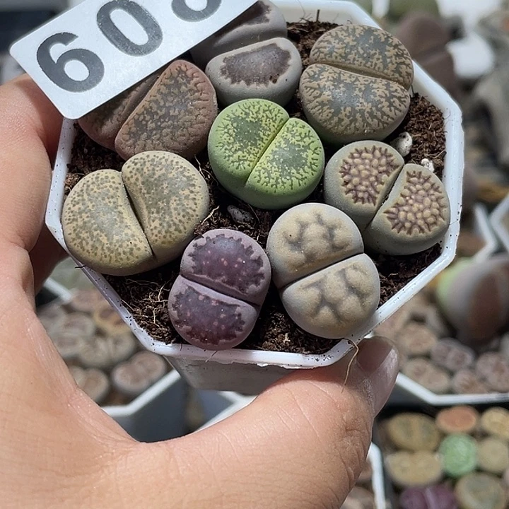 大部分花苞少量开放夏*生石花一盒608