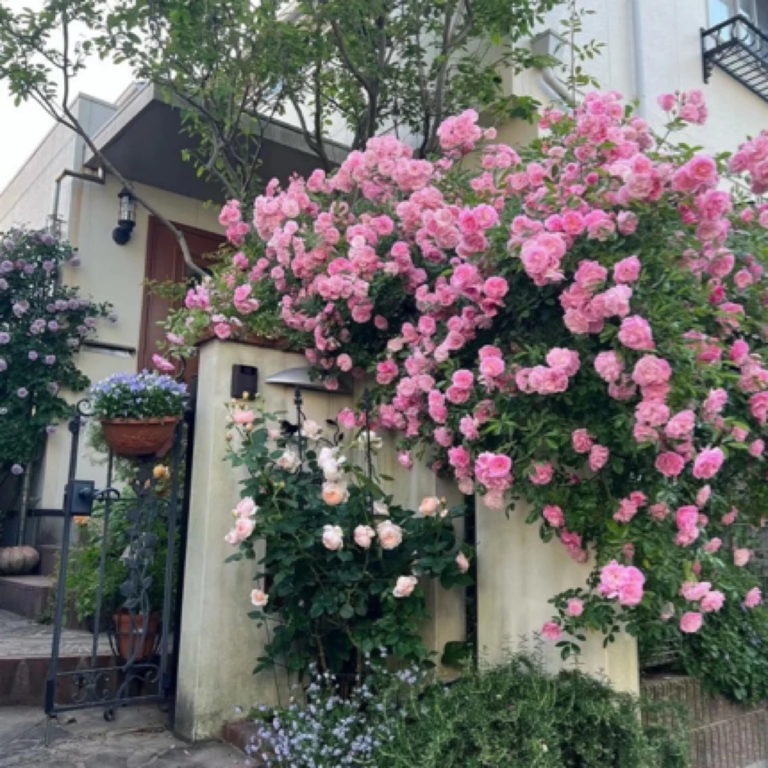 预【只发新疆】可爬藤玫瑰苗子可地栽盆栽好养耐活喜阳