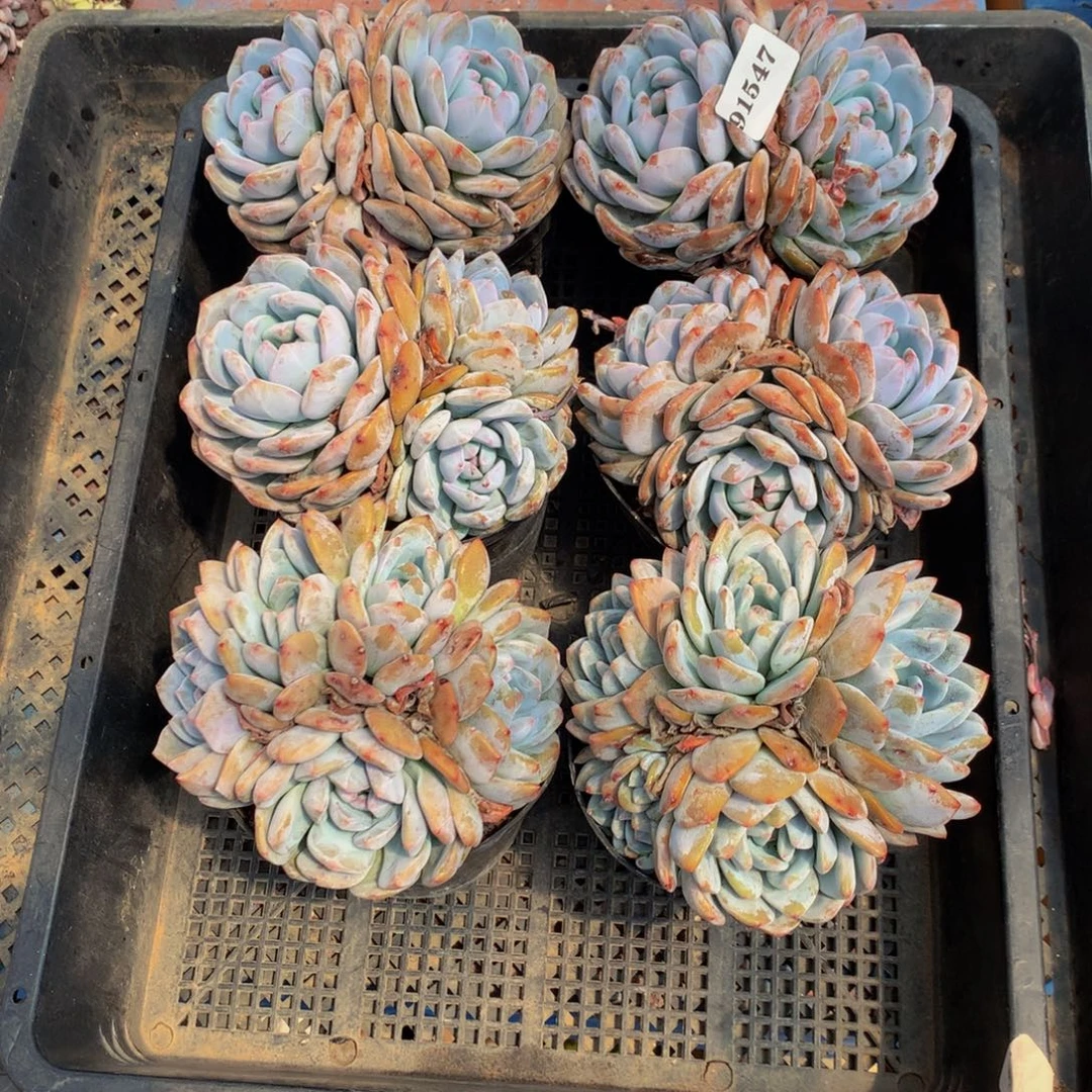91547六个嗯嗯嗯嗯嗯嗯嗯好