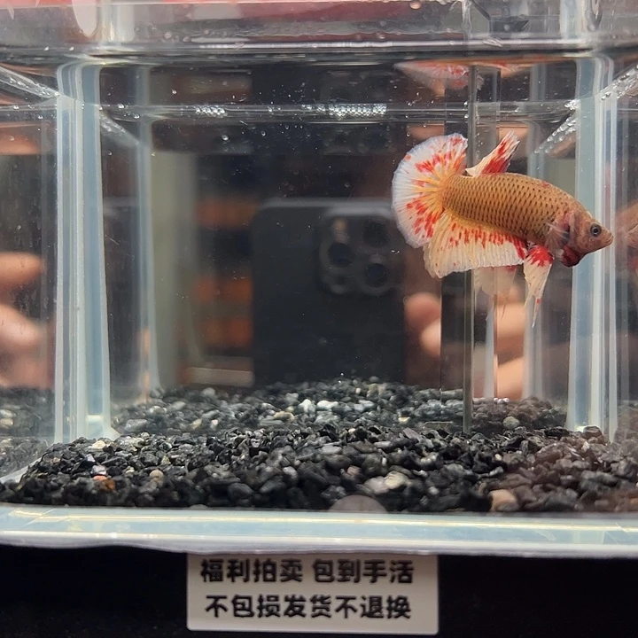 斗鱼竞拍跑单拉黑18日7
