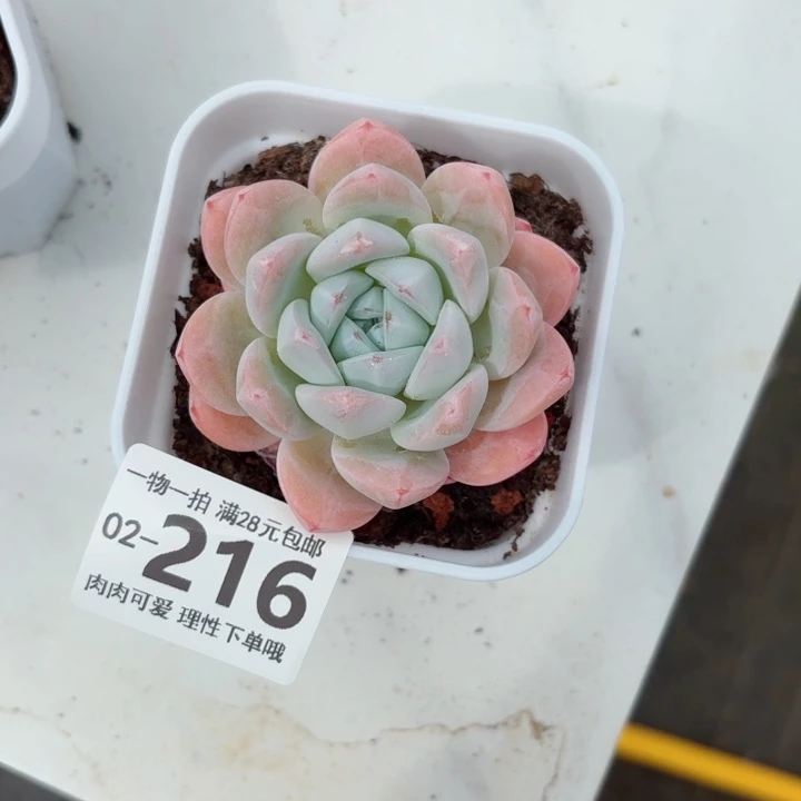 冰玉无盆土发货多肉多