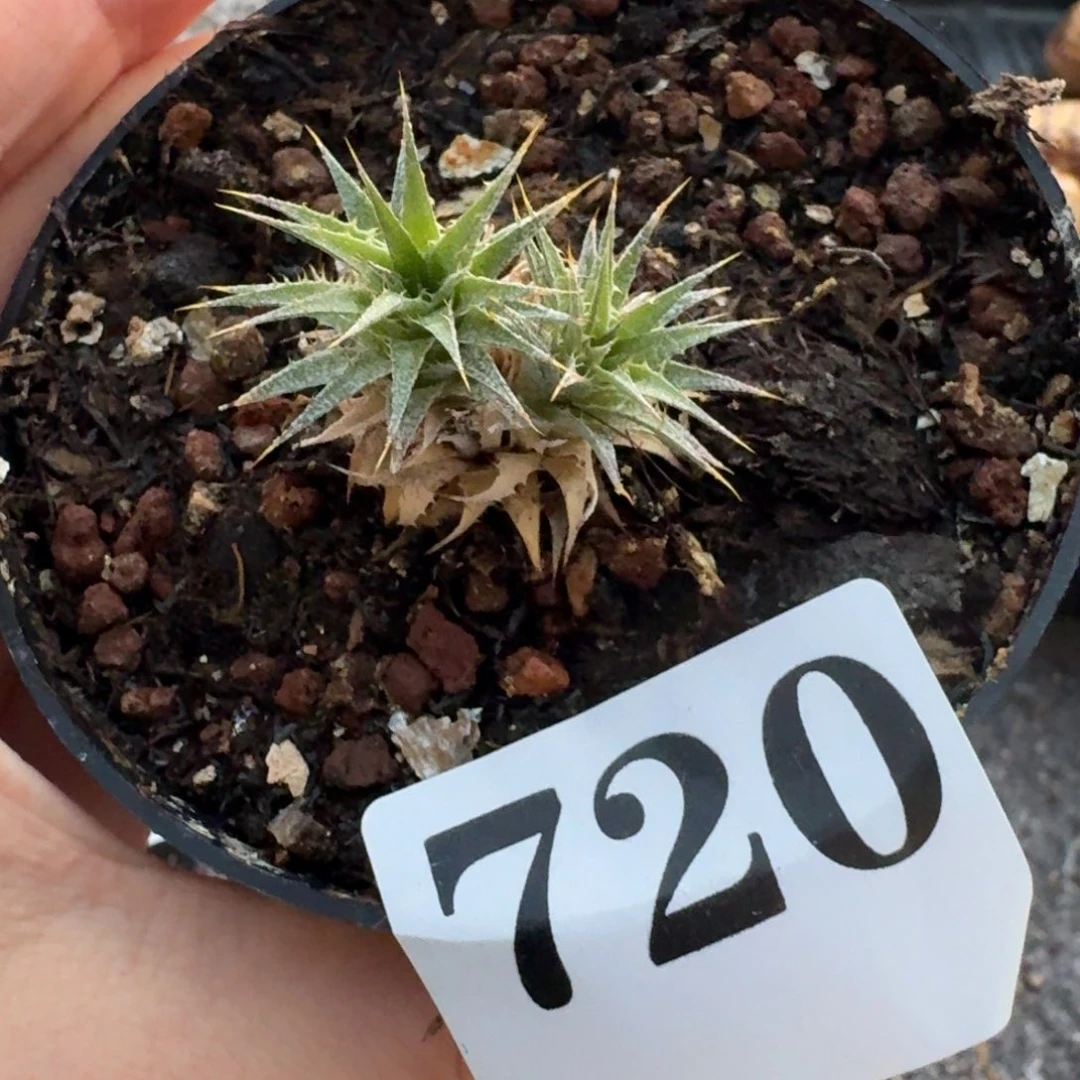 玻利维亚坨坨凤一物一拍多肉