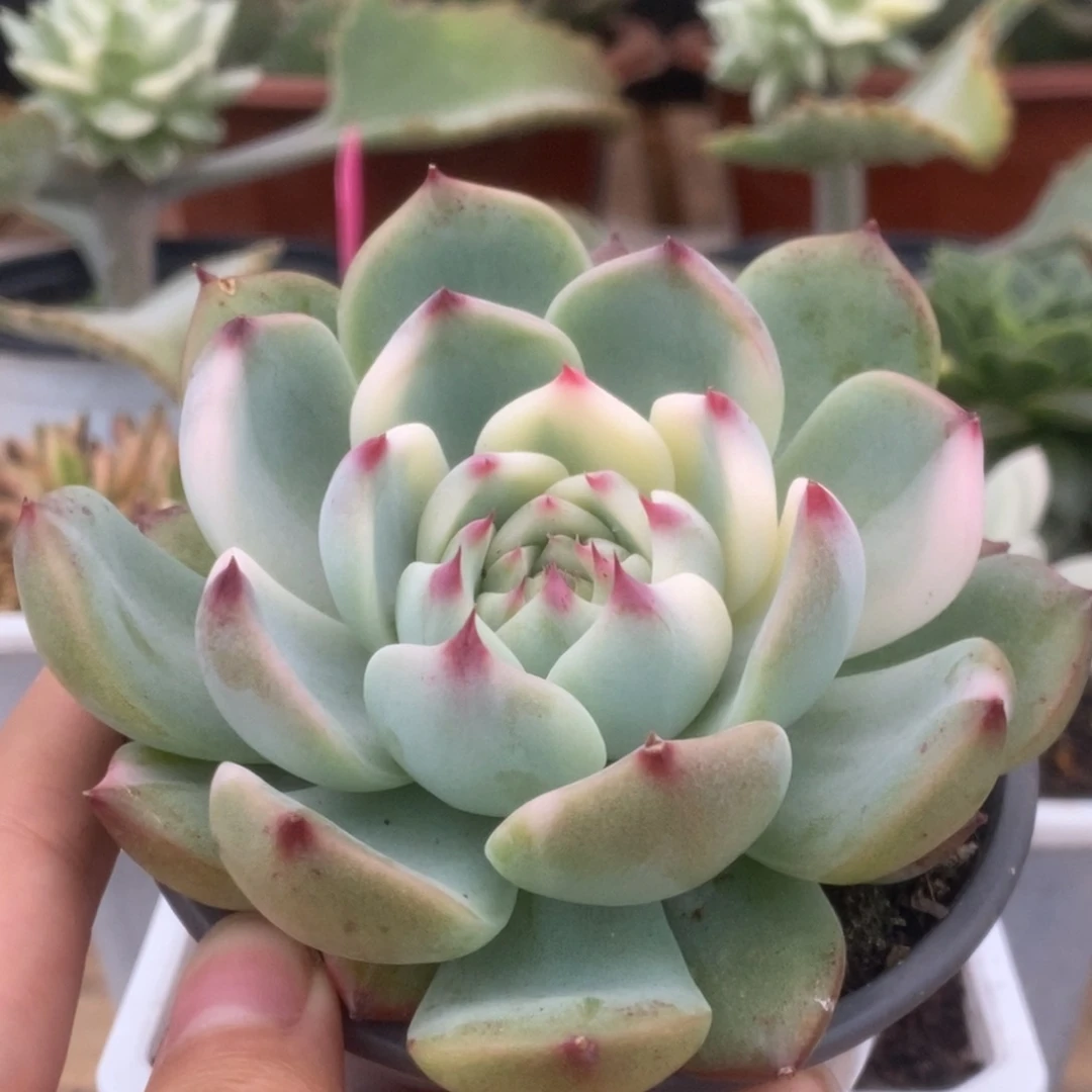 325锦锦锦锦锦锦锦锦锦