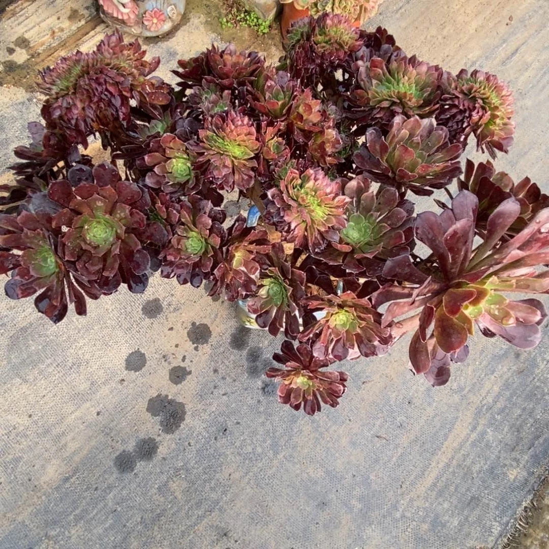 无花朵黑萝莉朵缀