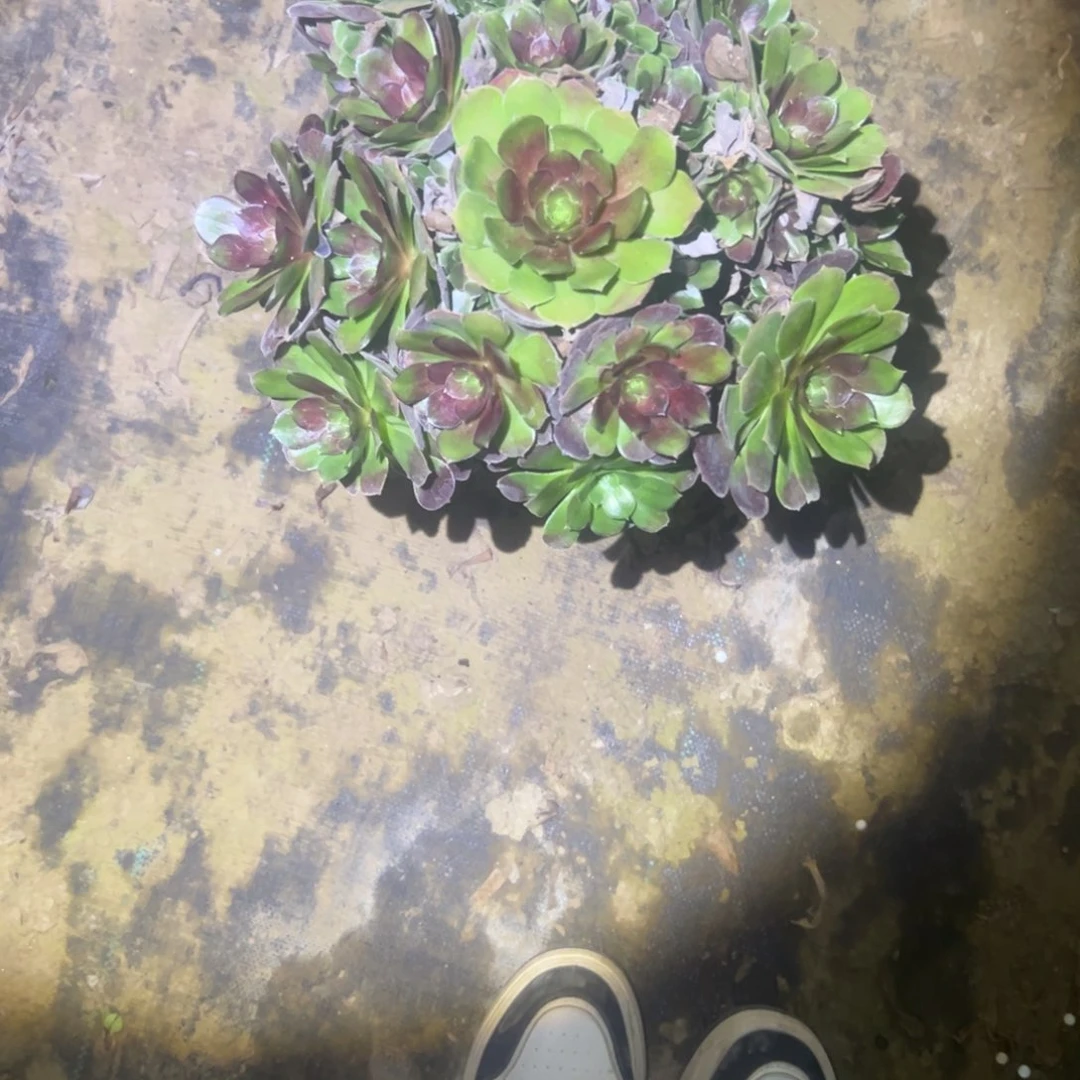 恶*荷兰玫瑰多肉一物一拍66