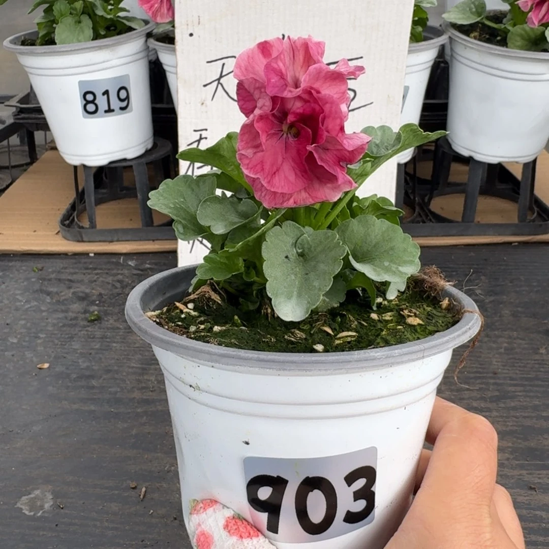 全部花朵903号玛丽林