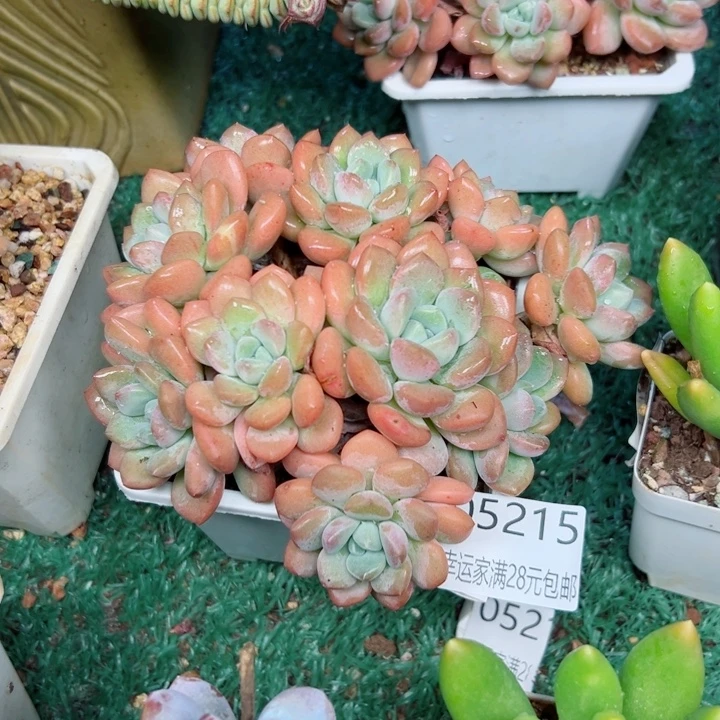 幸运儿的一个好消息就是
