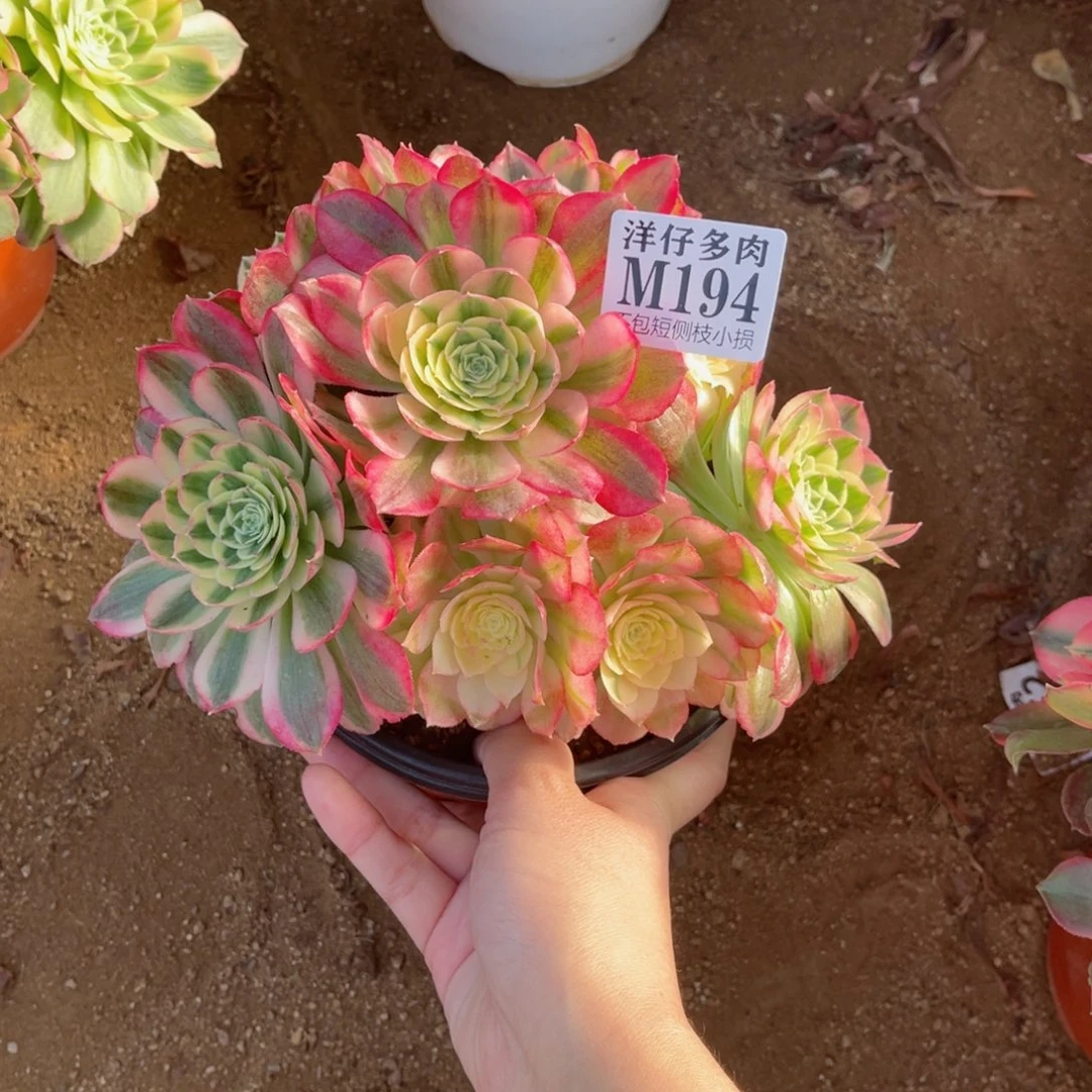 194玉姿 冠幅18左右