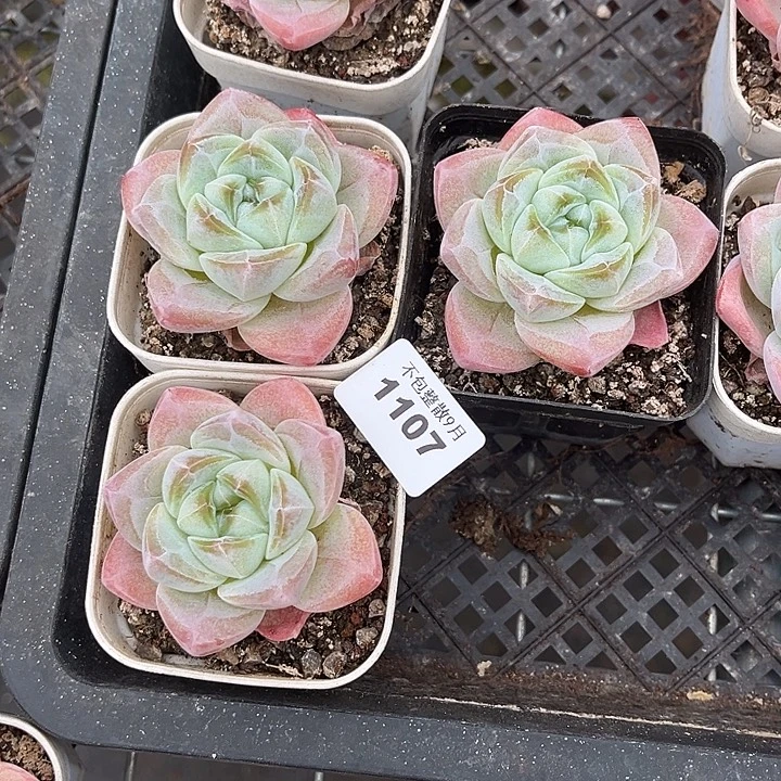 阿雅园艺。       1107