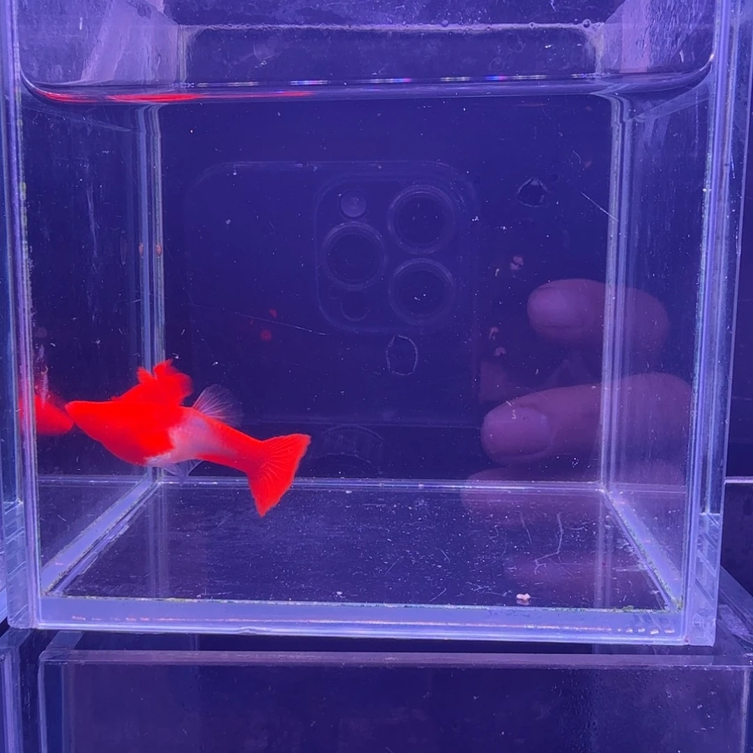 孔雀鱼鸿运当头双份水1对