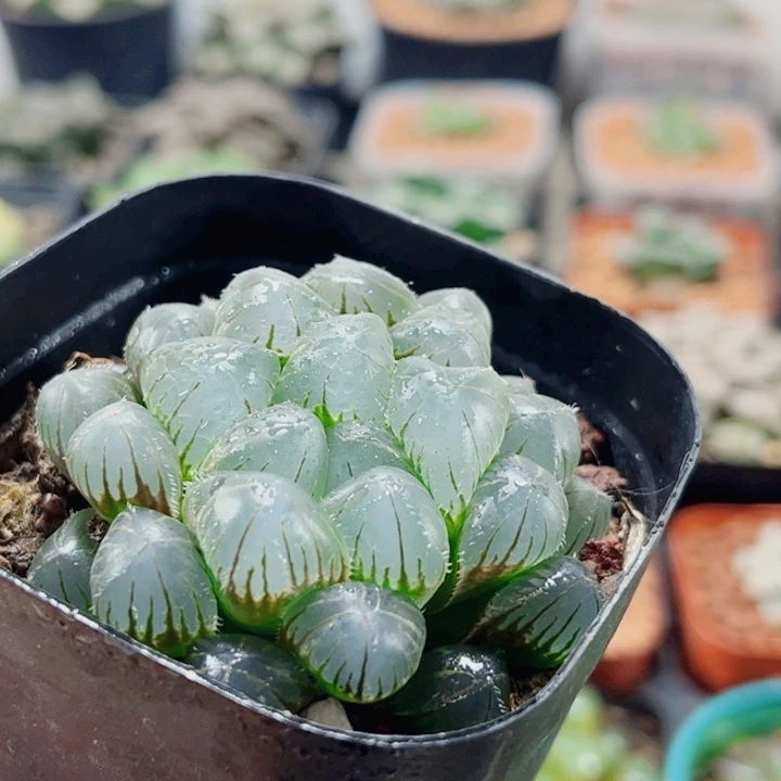 十二卷 蓝镜 福利