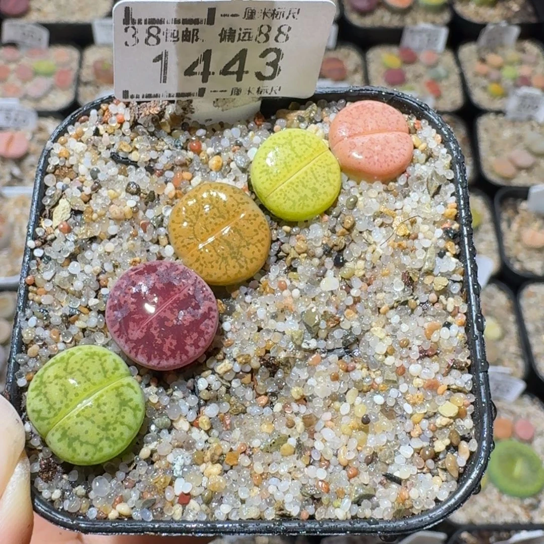 Sss清仓出了清清清1443