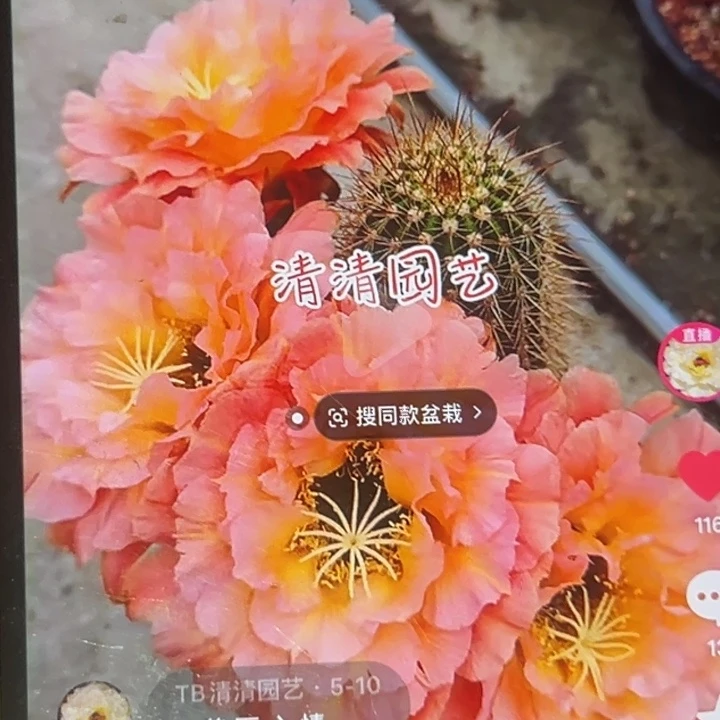 清清3-61根瑕疵有黑点