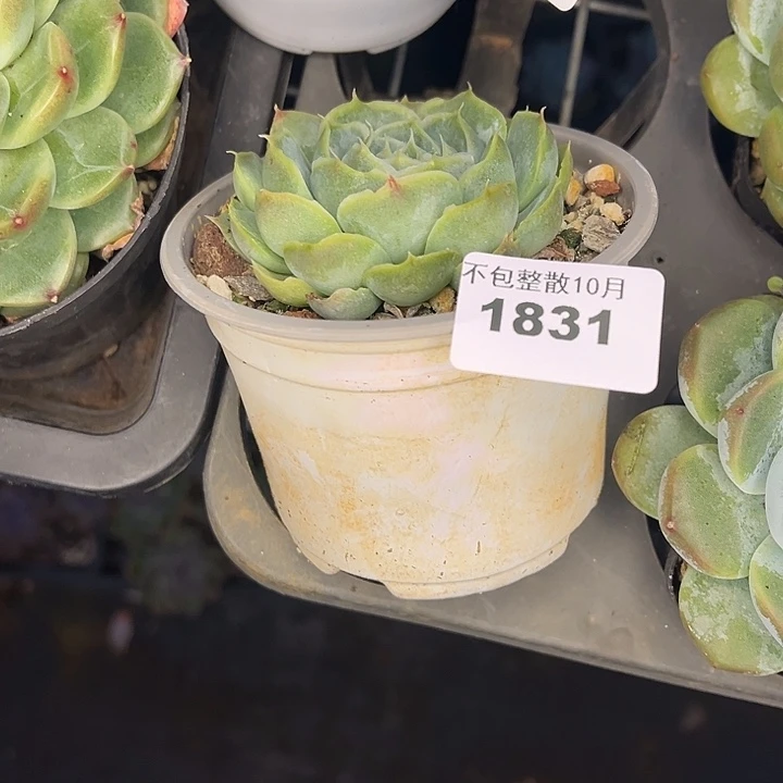 阿雅园艺。       1831蓝丝绒杂