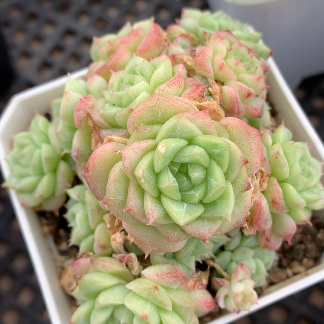 0530-455 珍妮优选