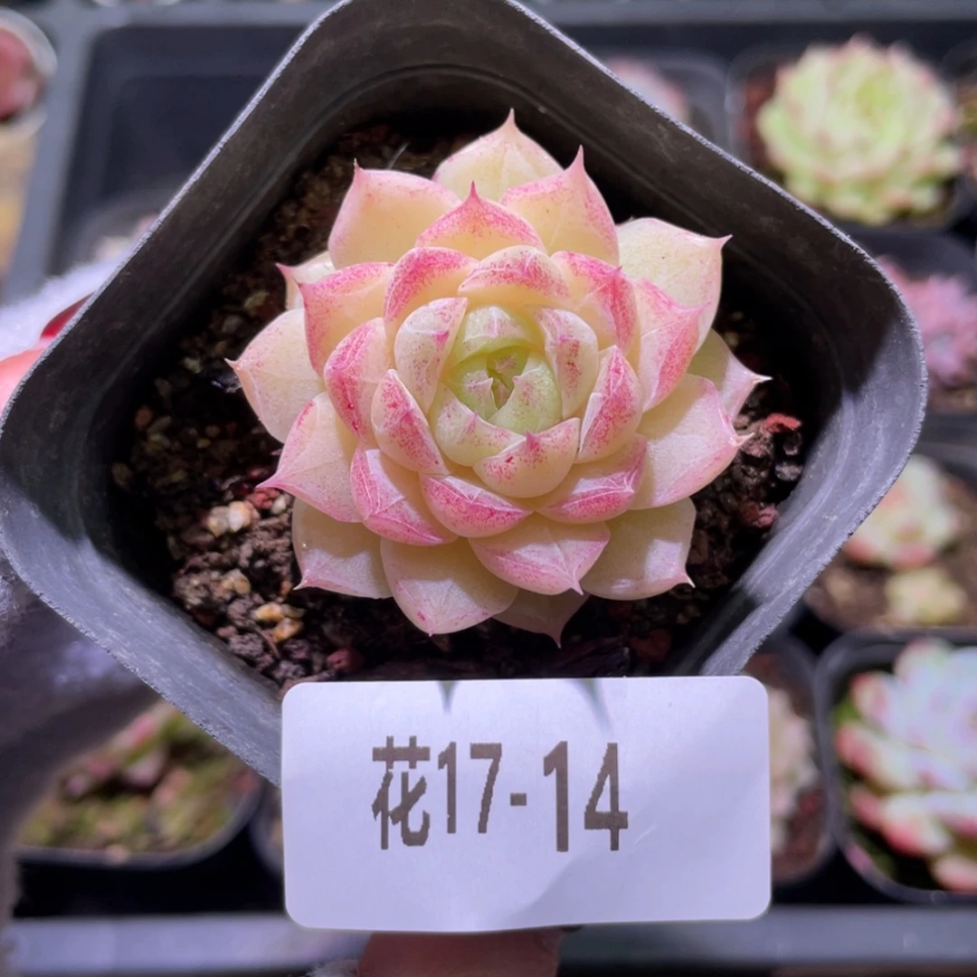 花利美17-14女王玫瑰