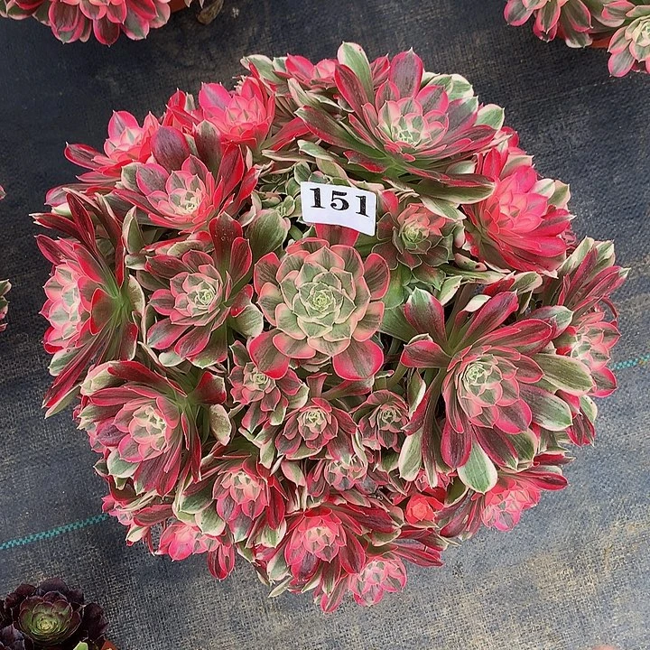 法师男神15100000000