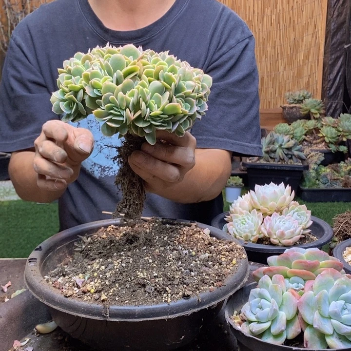y***ᐝ423号星那塔多肉植物