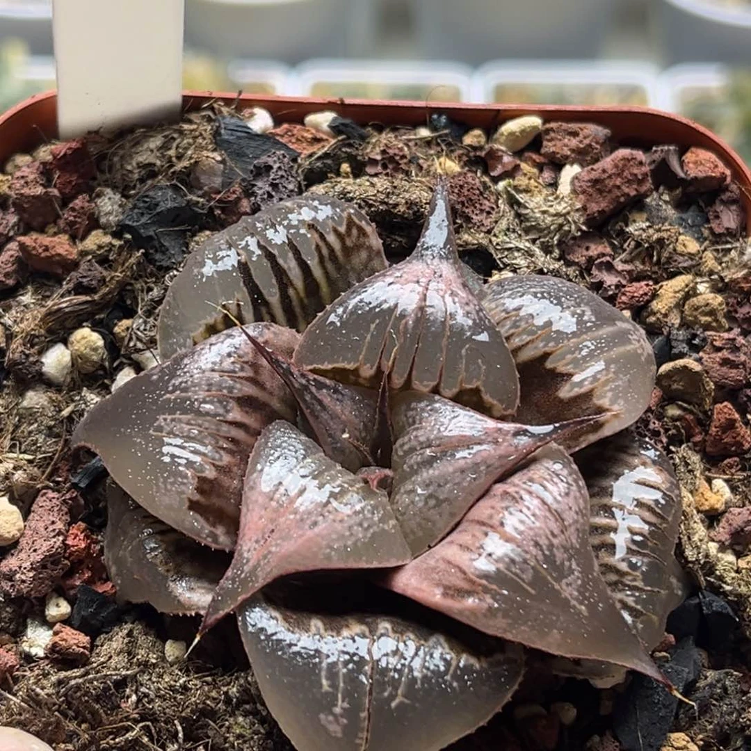 分**行33pinky芭提雅发发发发发发