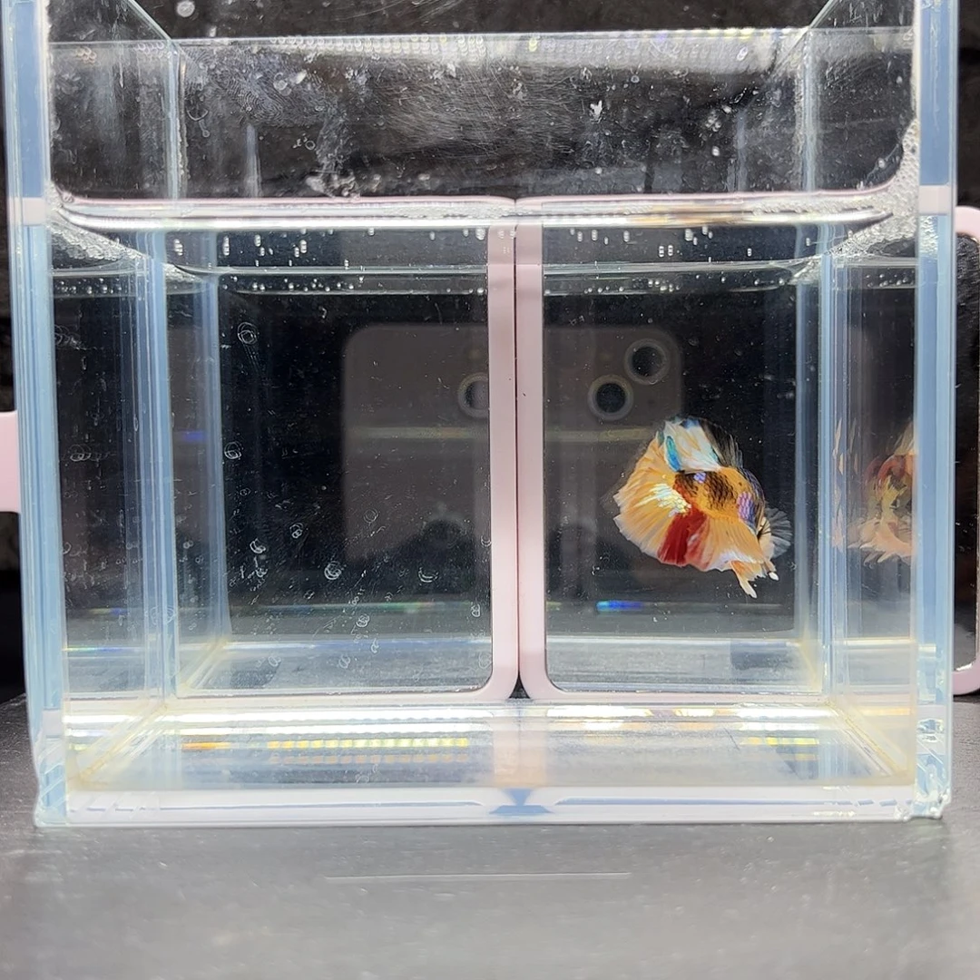 海水鱼宙斯斗鱼竞拍11-19